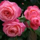 Троянда Розанна (Роза Rosanna)